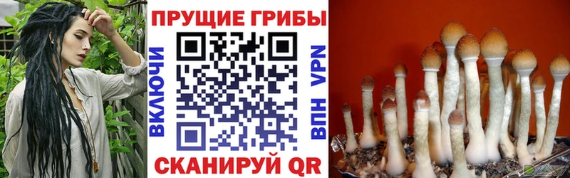 Купить где  Белорецк  Псилоцибиновые грибы GOLDEN TEACHER 